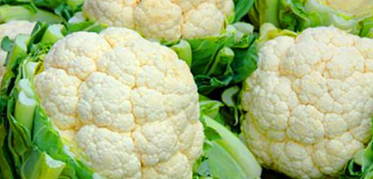 Cavolfiore, germogli, allevamento e cura