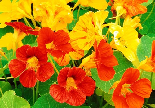 Flower Nasturtium: come crescere dai semi, come curare, belle foto