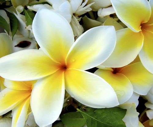 Flower Plumeria - il profumo magico della tua casa