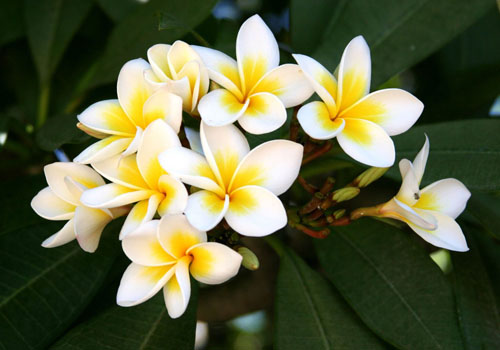 Flower Plumeria - il profumo magico della tua casa