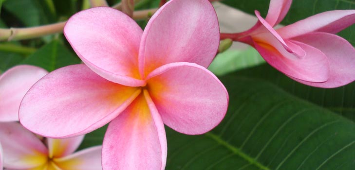 Flower Plumeria - il profumo magico della tua casa