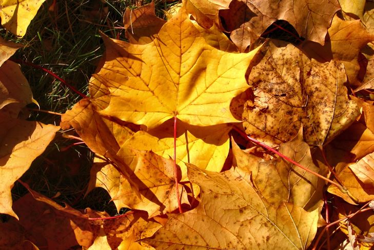 Regali d'autunno: Collage d'autunno con le tue mani