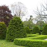 Alberi e arbusti