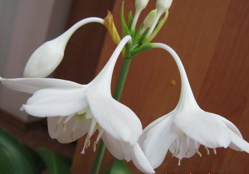 due fiori di eucharis