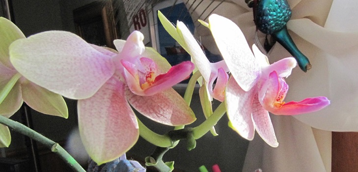 Phalaenopsis fiorisce