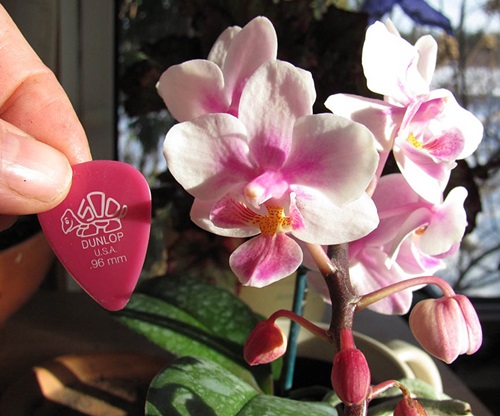 Phalaenopsis fiorisce