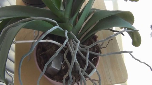 Trapianto Phalaenopsis