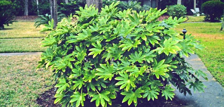 cura per fatsia a casa