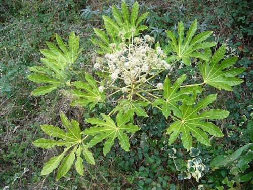 fatsia in condizioni di temperatura confortevole