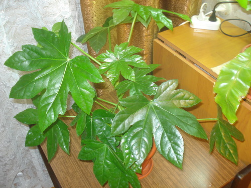 fatsia dalla finestra occidentale