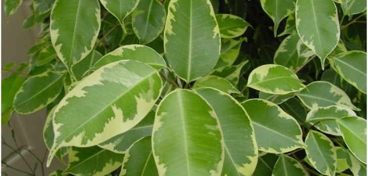 stanza ficus