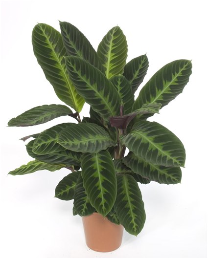 vasca con ficus