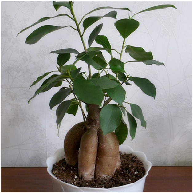 Ficus prima del trapianto