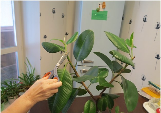 taglio di ficus
