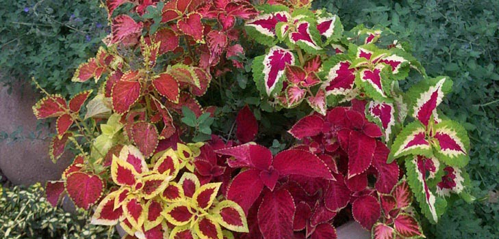 Fittonia: cura