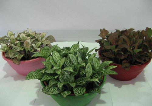 Fittonia: cura