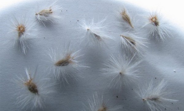 Camomilla africana, o tutto ciò che riguarda la crescita e la cura delle nonne