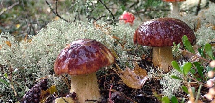 Dove e quando raccogliere funghi nella regione di Mosca