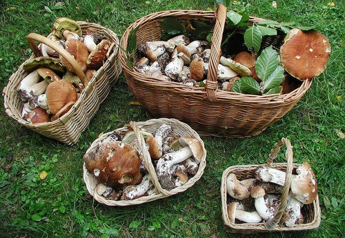 Dove e quando raccogliere funghi nella regione di Mosca
