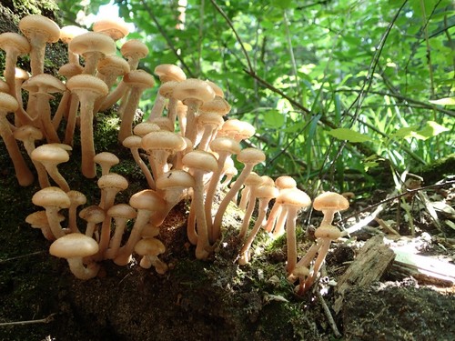 Dove e quando raccogliere funghi nella regione di Mosca