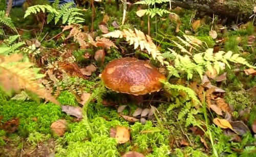 Dove raccogliere funghi in periferia 2015 (distretto di Ramensky). Dove e quando raccogliere i funghi dopo la pioggia