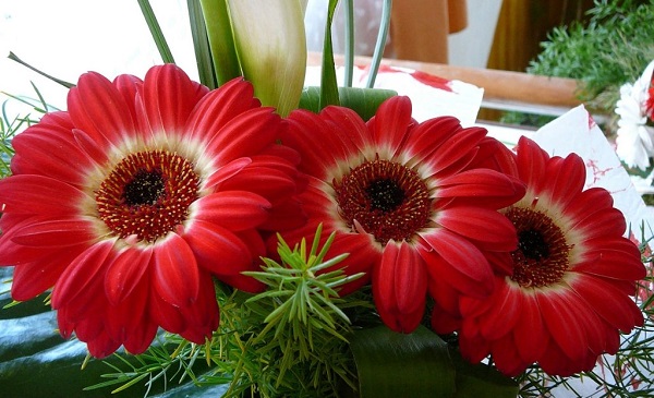 Gerbera nel piatto Gerbera nel piatto