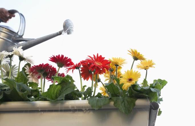 Gerbera nel piatto Gerbera nel piatto