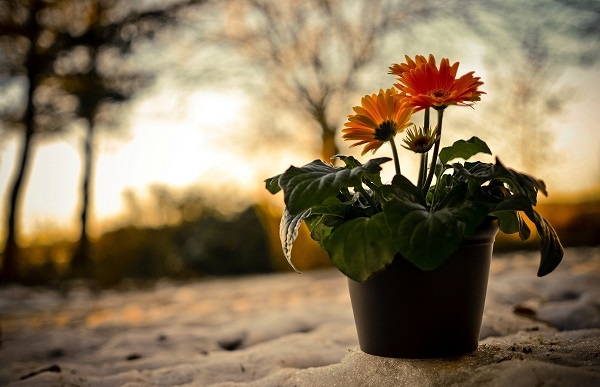 Gerbera nel piatto Gerbera nel piatto