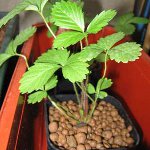 Hydroponics a casa Hydroponics a casa