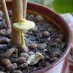 Funghi nel paese: come crescere