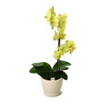 Terreno per orchidee Terreno per orchidee