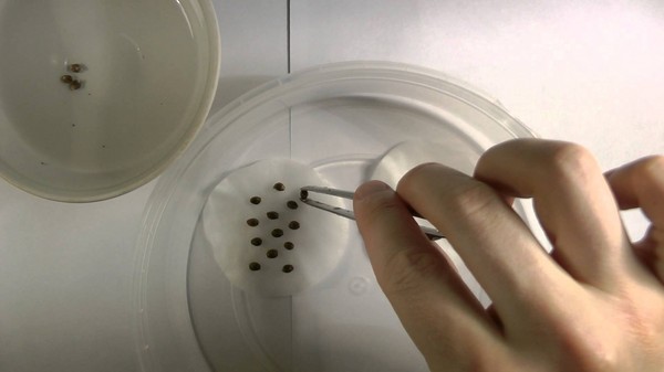 Regole per gli ospiti in crescita: piantare e curare in piena terra