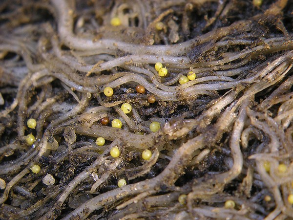 Regole per gli ospiti in crescita: piantare e curare in piena terra