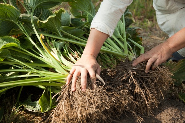 Hosta: impianto e cura in terreno aperto e vaso. Malattie, parassiti. Come crescere un host