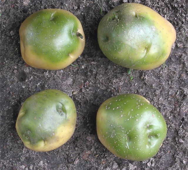 Come conservare le patate in inverno