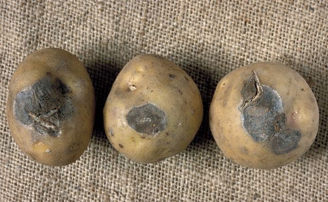 Come conservare le patate in inverno