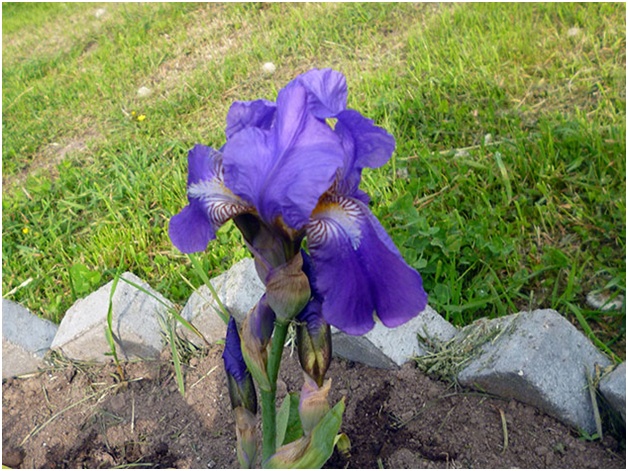 iris sul letto del fiore