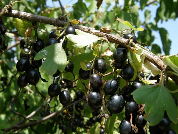 Joshta - una simbiosi insolita di gusto e di beneficio