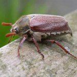Come affrontare le larve dello scarabeo di maggio