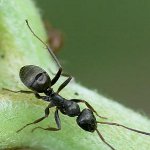 Come affrontare le formiche di giardino