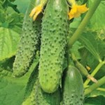 Quante volte i cetrioli d'acqua - video dell'irrigazione corretta dei cetrioli Quante volte i cetrioli d'acqua - video dell'irrigazione corretta dei cetrioli