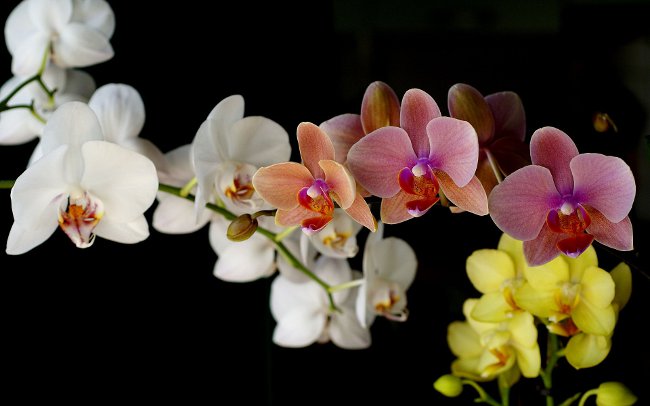 Come innaffiare un'orchidea Come innaffiare un'orchidea