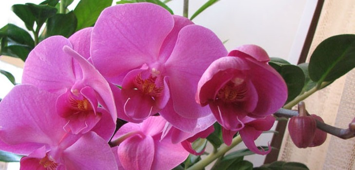 Come innaffiare un'orchidea Come innaffiare un'orchidea