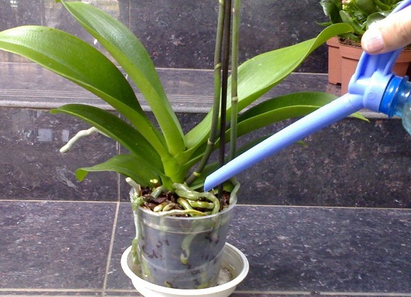 Come innaffiare un'orchidea Come innaffiare un'orchidea