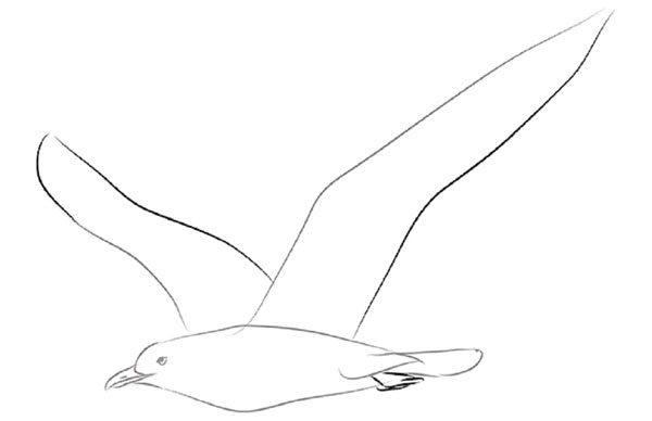 Come disegnare un uccello per gradi con una matita