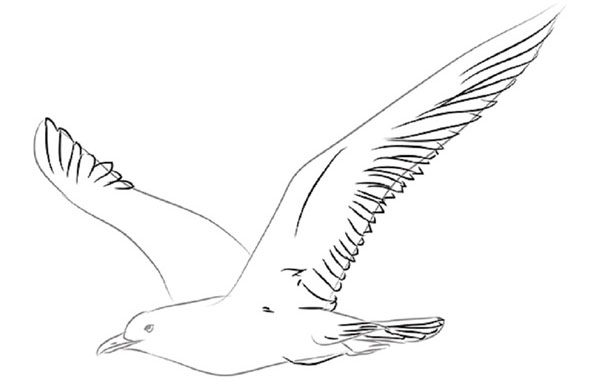 Come disegnare un uccello per gradi con una matita