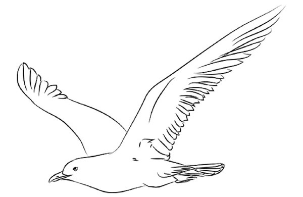 Come disegnare un uccello per gradi con una matita