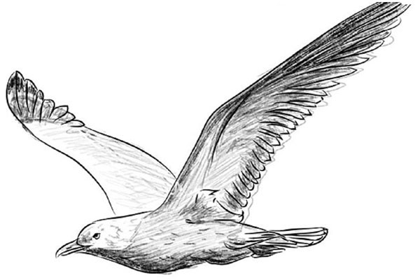 Come disegnare un uccello per gradi con una matita