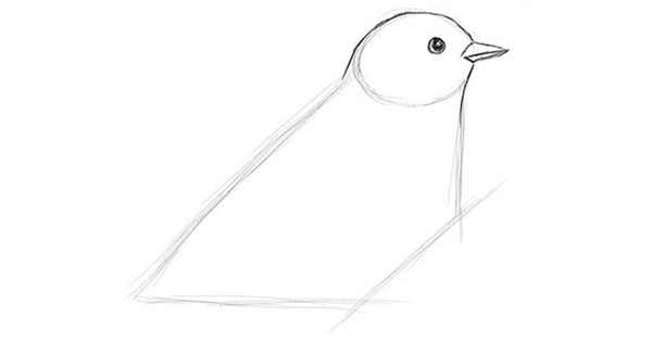 Come disegnare un uccello per gradi con una matita