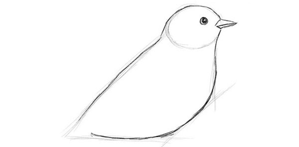 Come disegnare un uccello per gradi con una matita